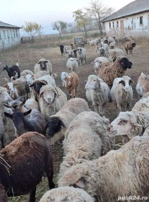 Oi, capre, iezi si cirlani de vanzare