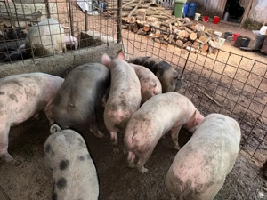 Vând porci de carne  - imagine 5