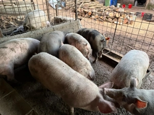 Vând porci de carne  - imagine 3