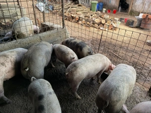 Vând porci de carne  - imagine 2