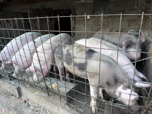 Vând porci de carne  - imagine 4