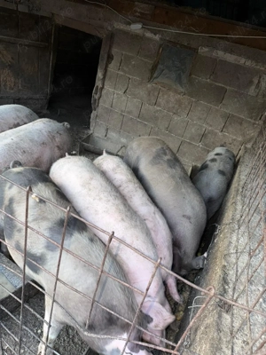 Vând porci de carne 