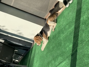 Beagle Tricolor varsta 6 luni
