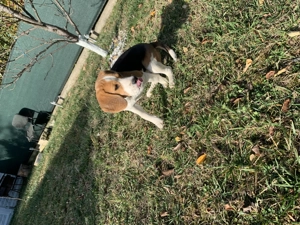 Beagle Tricolor varsta 6 luni Donație  - imagine 2