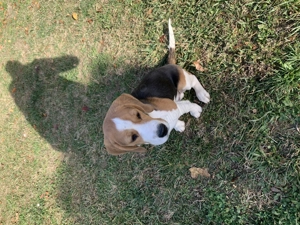 Beagle Tricolor varsta 6 luni Donație  - imagine 3