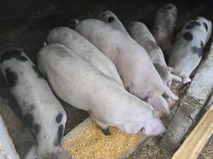 Vand porci greutate 80 -140 kg - imagine 2