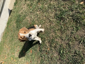 Beagle Tricolor varsta 6 luni Donație  - imagine 4
