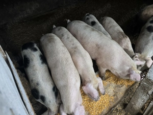 Vand porci greutate 80 -140 kg - imagine 3