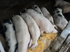 Vand porci greutate 80 -140 kg