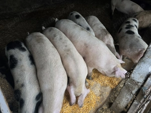 Vand porci greutate 80 -140 kg - imagine 4