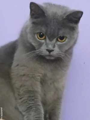 Pisica adultă - imagine 2