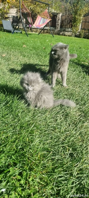 Puiuti Schotish Fold  - imagine 5