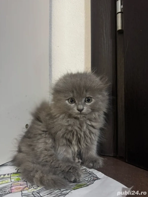 Puiuti Schotish Fold 