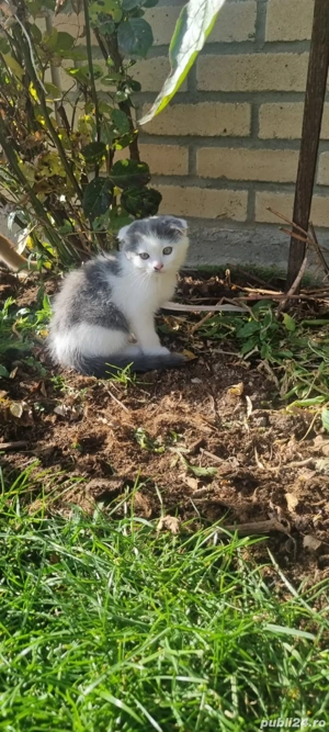 Puiuti Schotish Fold  - imagine 4