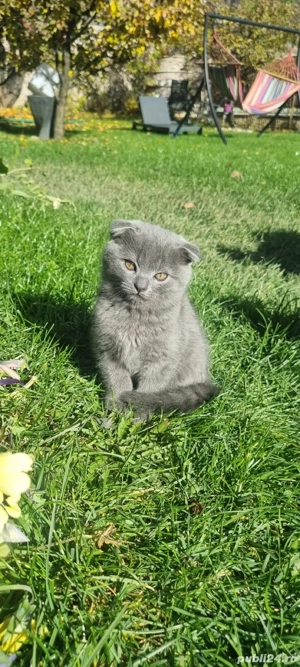 Puiuti Schotish Fold  - imagine 3