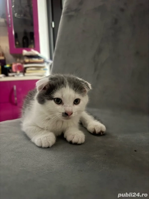 Puiuti Schotish Fold  - imagine 2