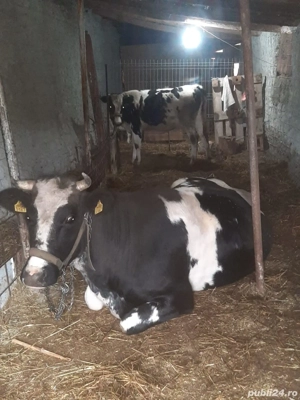 vacă de vânzare Tulcea la 40km