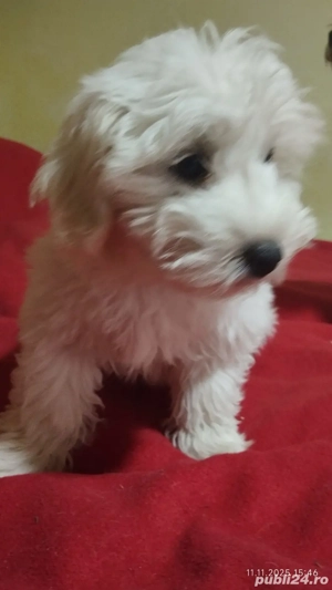 Bichon maltez 