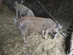 Vand Porci  castrati cu greutatea 50 - 60 kg