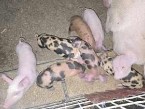 Vand Purcei  Rasa de carne