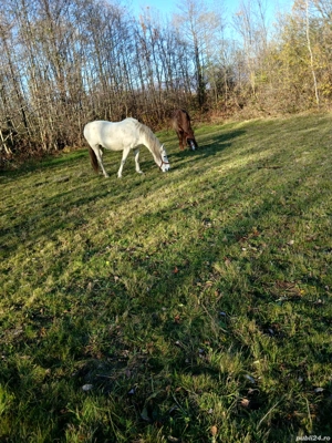 cal de vânzare  - imagine 2