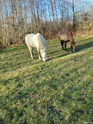 cal de vânzare  - imagine 3