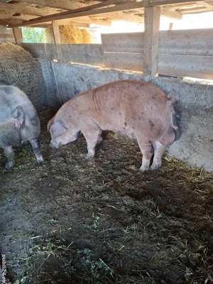 vand sau schimb cu cal sau oi unde este cazul ofer diferenta