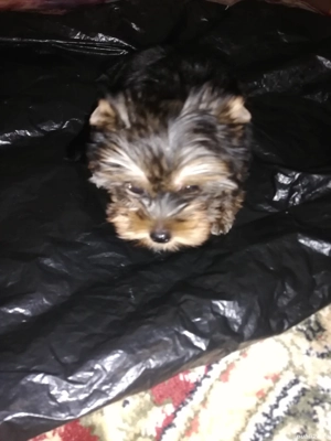 Vând. A animale. Companie