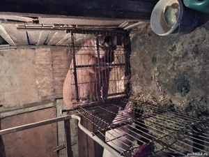 vand sau schimb cu oi sau cal