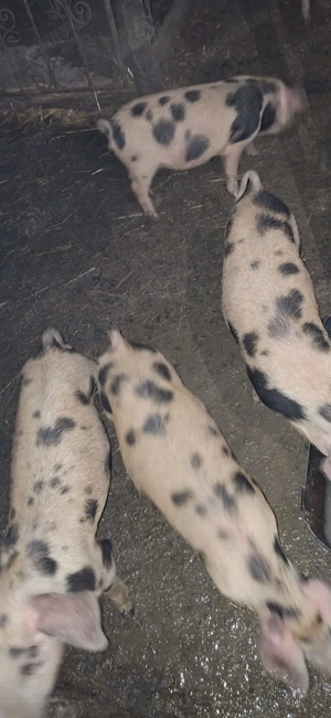 Vind purcei si curcani rel la tel   - imagine 4