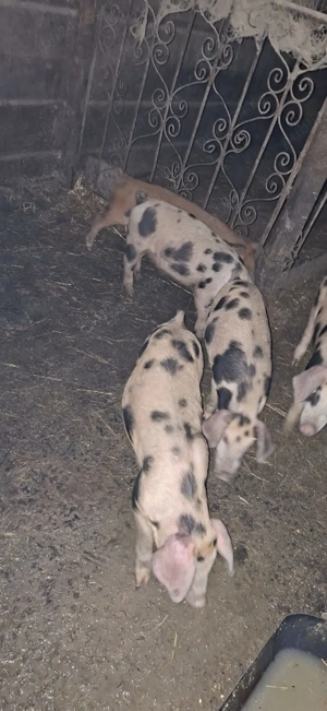 Vind purcei si curcani rel la tel   - imagine 5