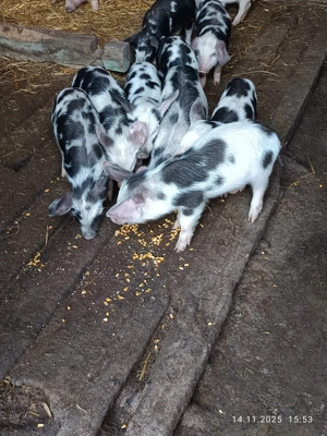 Vând purcei de țară