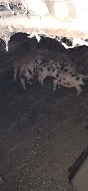 Vind purcei si curcani rel la tel   - imagine 3