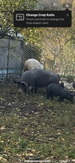 porci de vanzare  - imagine 3