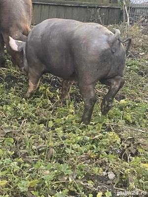 porci de vanzare  - imagine 2