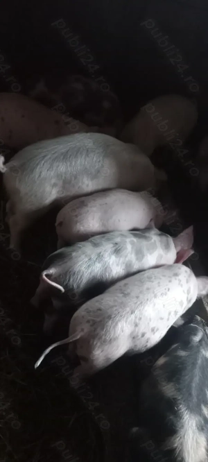 Vând Purcei Castrați și Deparațitați Rasa Pietrain Lița Teleorman 600Lei