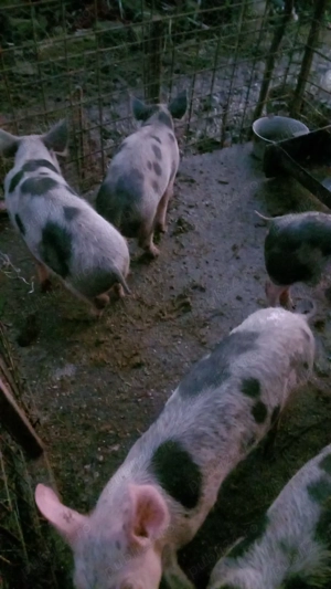 Porci de vânzare  - imagine 5