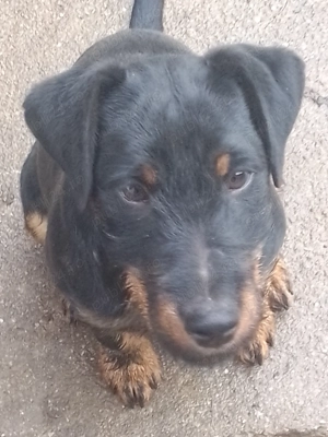 Cățel Jagdterrier femelă 