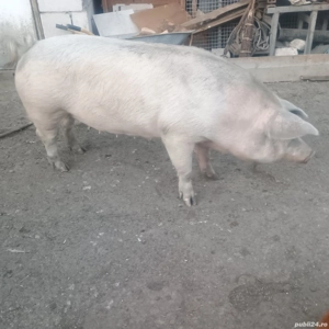 Vând porci Crăciun 