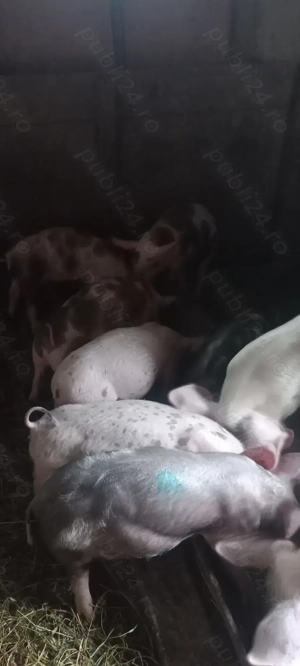 Vând Purcei Castrați și Deparazitați rasa Pietrain Turnu Magurele Preț 650 Lei