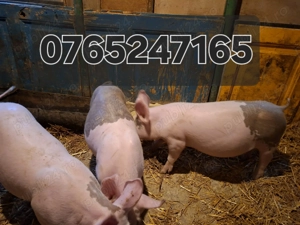 Purcele de vanzare 