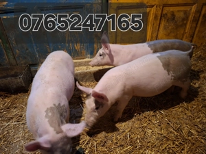 Purcele de Reproductie  - imagine 3