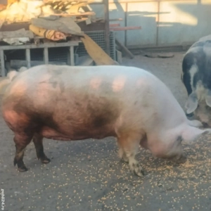 Vând  2 porci Crăciun  - imagine 2