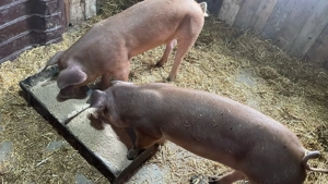 Purecele Duroc original 