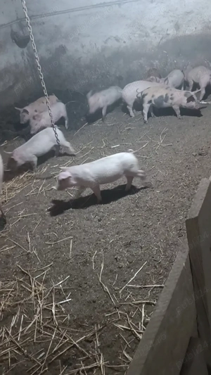 Vând purcei Pic Duroc 