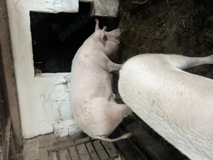 Porci grași de vânzare 