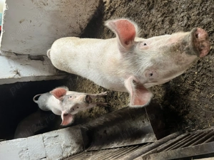 Porci grași de vânzare  - imagine 2