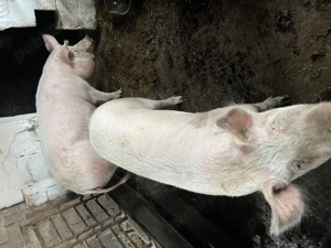 Porci grași de vânzare  - imagine 3