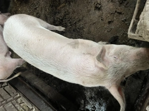 Porci grași de vânzare  - imagine 5