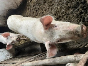 Porci grași de vânzare  - imagine 4